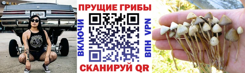 Псилоцибиновые грибы прущие грибы  мега маркетплейс  Нижний Ломов 